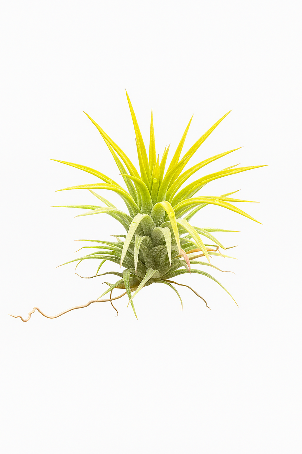 Tillandsia ionantha 'Yellow' L