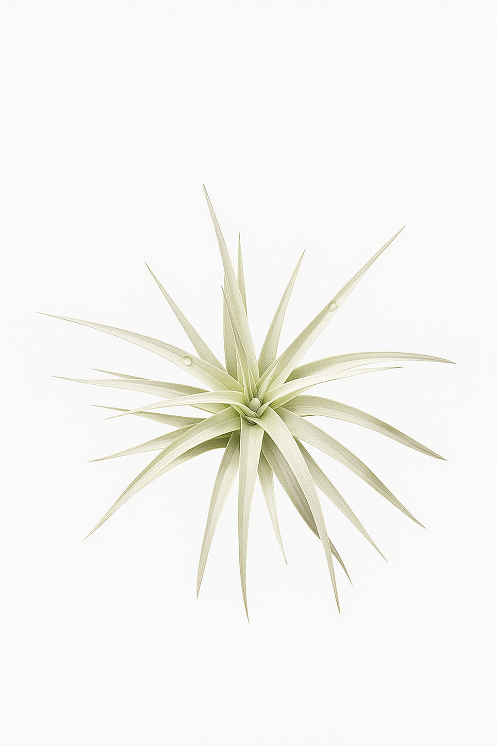 Tillandsia jucunda