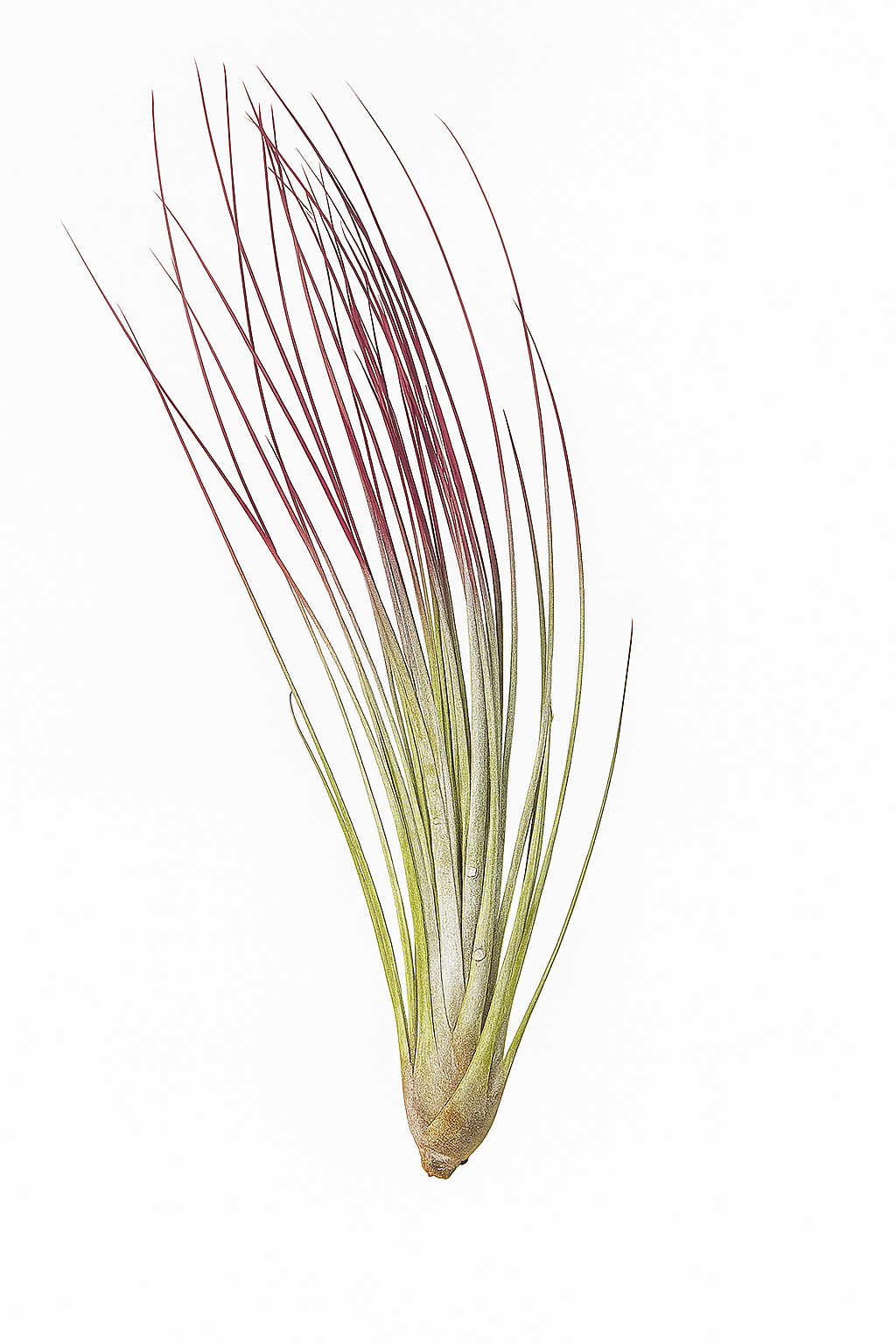 Tillandsia juncea 'Red'