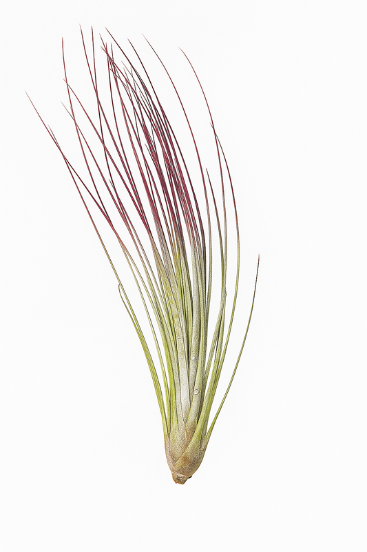 Tillandsia juncea 'Red'