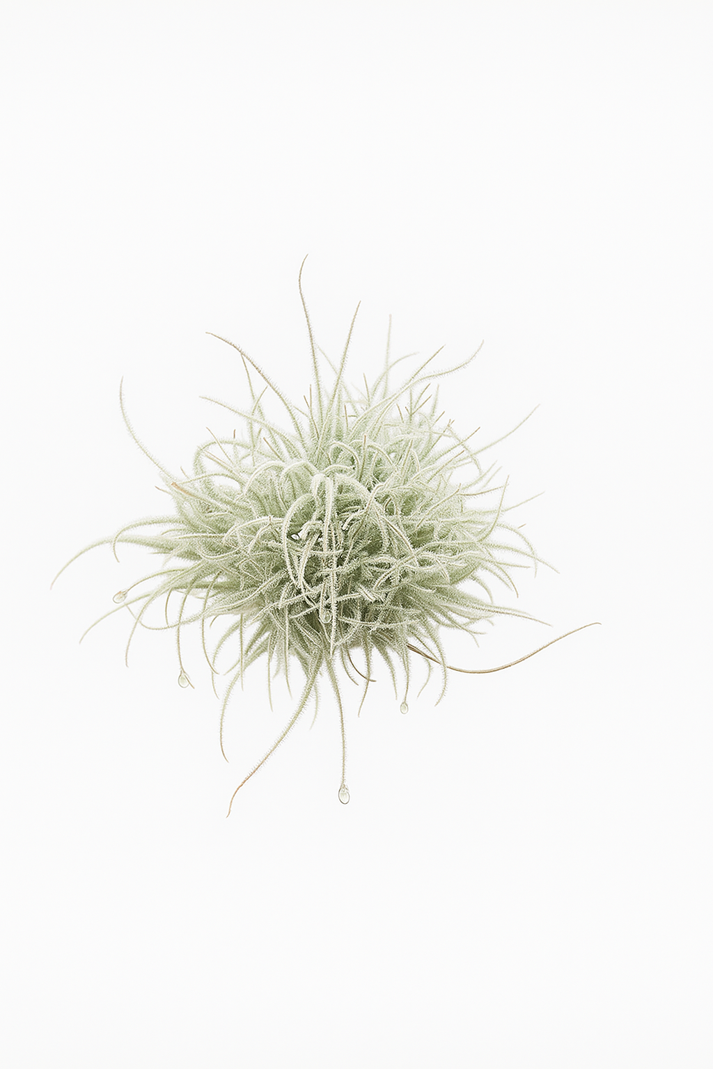 Tillandsia tectorum 'Snowball'