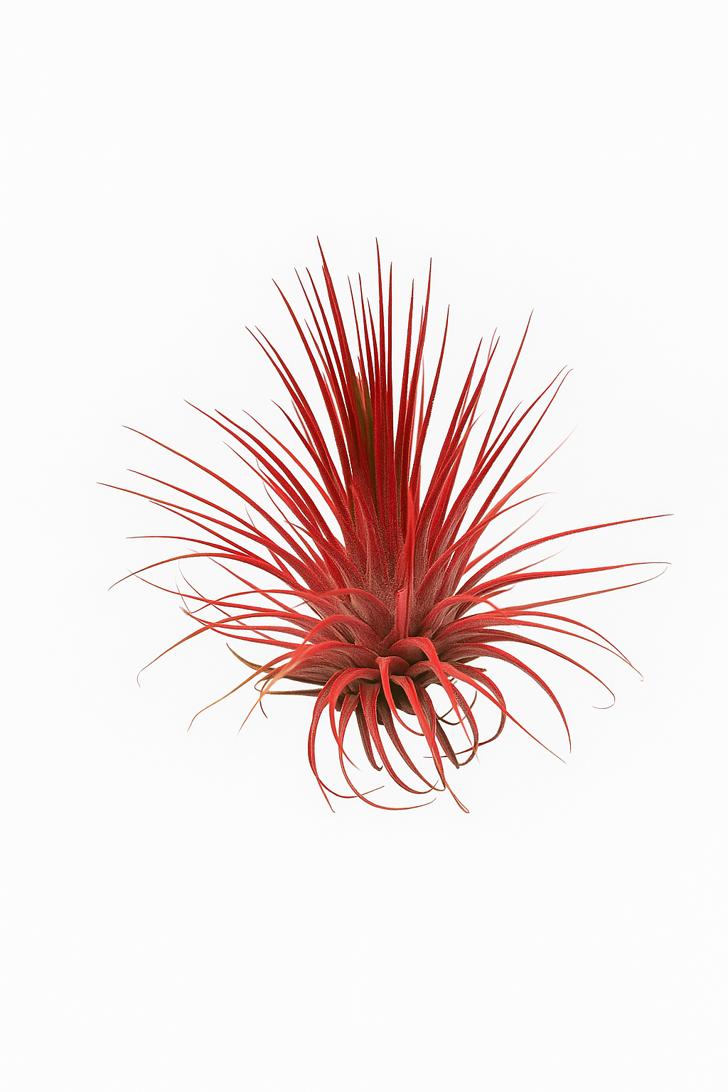 Tillandsia ionantha Red XL