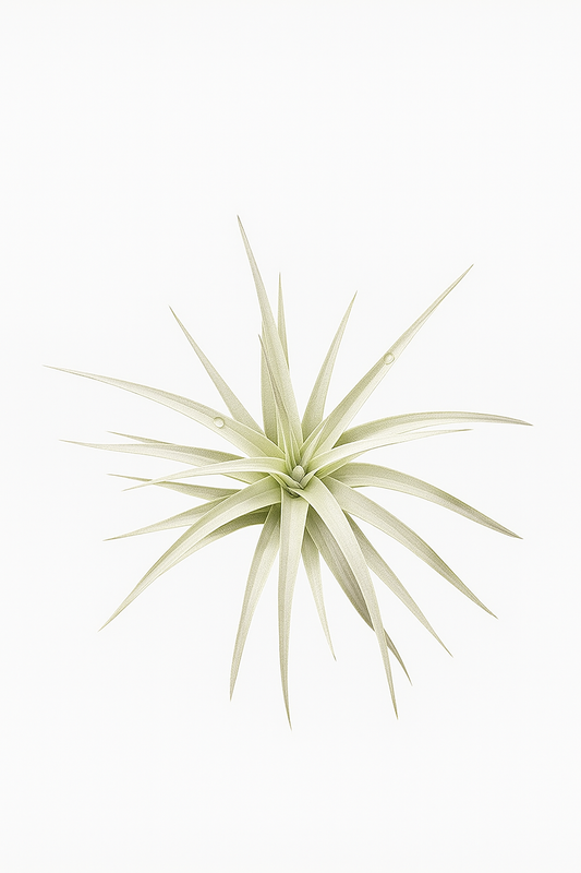 Tillandsia jucunda