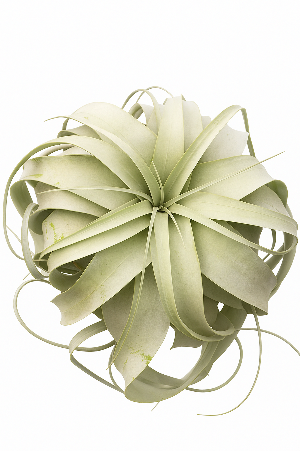 Tillandsia xerographica