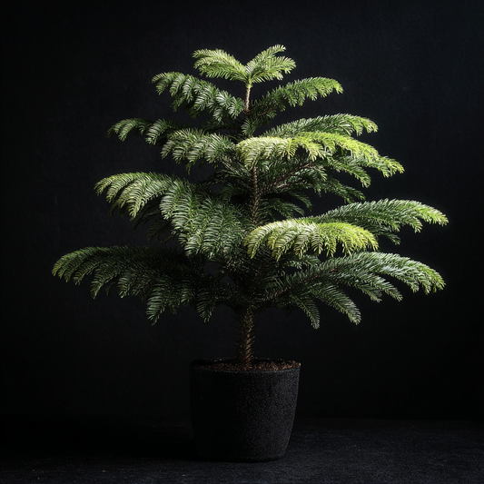 6ft Norfolk Island Pine - Live Christmas Tree - Heirloom Holiday Plant